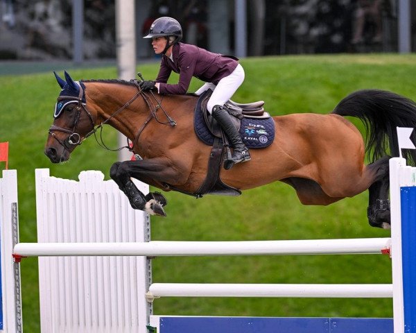 jumper Otto BH (Zangersheide riding horse, 2012, from Norton d'Eole)