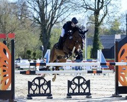 jumper Dora Diamant (German Riding Pony, 2013, from Douglas)