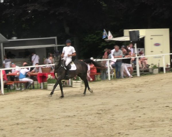 Reitturnier Fröndenberg 2023