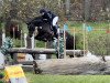 jumper Rock The Life H (German Sport Horse, 2017, from Rock Forever NRW)