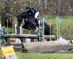 Springpferd Rock The Life H (Deutsches Sportpferd, 2017, von Rock Forever NRW)