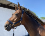 dressage horse Funny Dance (Westphalian, 2014, from Franziskus FRH)