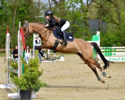 Zuchtstute Dorniks Toffee (Deutsches Reitpony, 2011, von Dornik B)