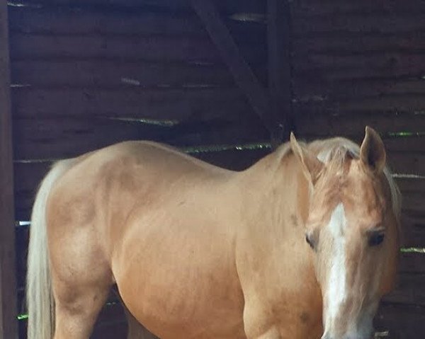 Pferd Little Skipper Jack (Quarter Horse, 1996, von Pre Mania Jack)