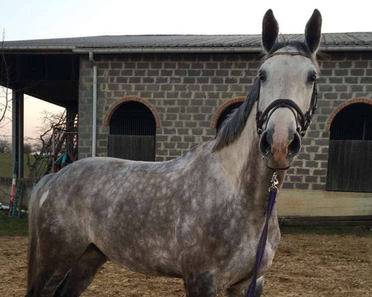 horse Beauty de Vansichant (Belgian Warmblood, 2007, from Sable Rose)
