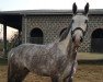 horse Beauty de Vansichant (Belgian Warmblood, 2007, from Sable Rose)