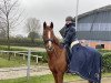 dressage horse Go West 15 (German Riding Pony, 2014, from Going East)