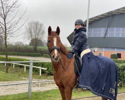 dressage horse Go West 15 (German Riding Pony, 2014, from Going East)