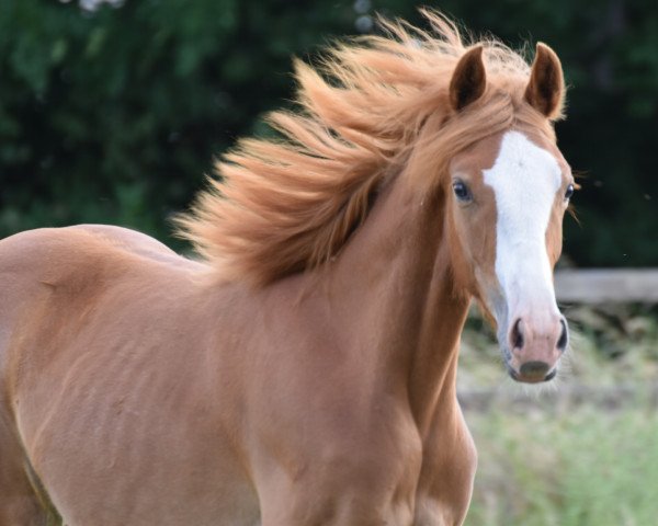 Springpferd Chattanooga's ChickiMicki (Deutsches Reitpony, 2022, von Chattanooga)