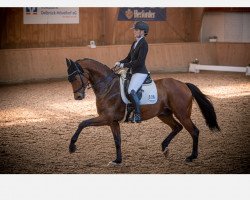 dressage horse Foxy King (Oldenburg, 2013, from For Romance I)