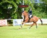 jumper Lex Barker 8 (Oldenburg show jumper, 2011, from Lincoln 122)