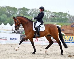 dressage horse Birthday (Oldenburg, 2017, from Callaho's Benicio)