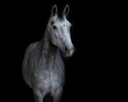 Springpferd Lankill Shadow Hunter (Connemara-Pony, 2017, von Black Shadow)