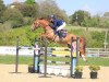 jumper Q-Pleasure van Seven Oaks (Belgian Warmblood, 2016, from For Pleasure)