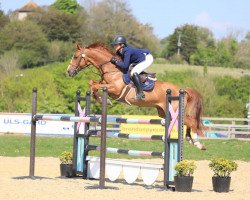 jumper Q-Pleasure van Seven Oaks (Belgian Warmblood, 2016, from For Pleasure)