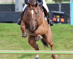 Springpferd Eddie G Z (Zangersheide Reitpferd, 2016, von Echo van het Spieveld)