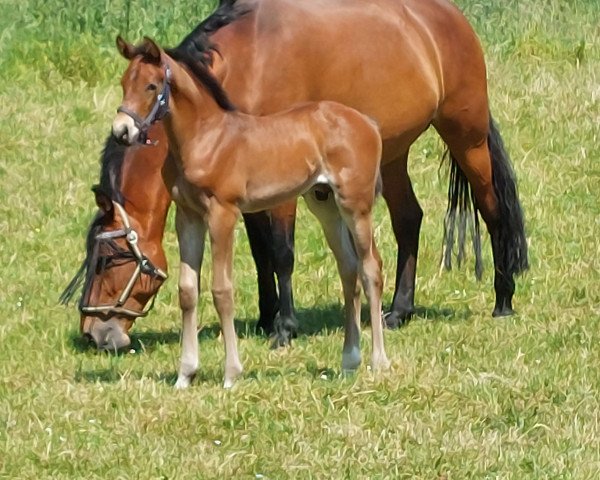 Springpferd Gemmy (Hannoveraner, 2023, von Grey Butt)