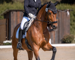 dressage horse Alcácer V (Westphalian, 2016, from Apollon)