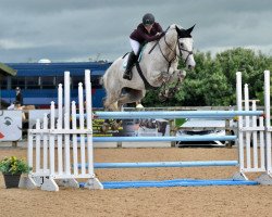 jumper Harthill Mexico (anglo european sporthorse, 2013, from Cevin Z)