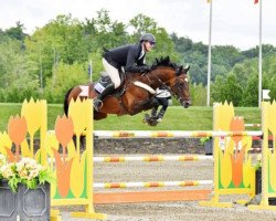 stallion Ever Blue (KWPN (Royal Dutch Sporthorse), 2009, from Zirocco Blue)