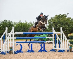 Springpferd Kayloma H&h (KWPN (Niederländisches Warmblut), 2015, von Ever Blue)