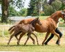 dressage horse Hengst von Helium / Sarotti (Hanoverian, 2021, from Helium)