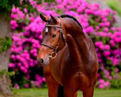 stallion Daikon (Holsteiner, 2018, from Dominator 2000 Z)