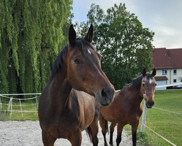 Zuchtstute King Kate (Deutsches Sportpferd, 2006, von King Kolibri)