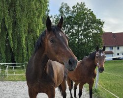 broodmare King Kate (German Sport Horse, 2006, from King Kolibri)