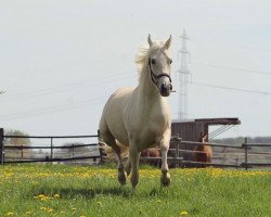 dressage horse Stute von Golden Grey / Night Dream (German Riding Pony, 2019, from Golden Grey NRW)