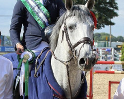 jumper Gravity (KWPN (Royal Dutch Sporthorse), 2013, from Glasgow van het Merelsnest)