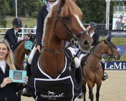 jumper Oxford v/d Witte Driesendijk (Belgian Warmblood, 2014, from Emerald van 't Ruytershof)