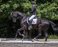 dressage horse Go To Win 6 (Oldenburg, 2016, from Grey Flanell)