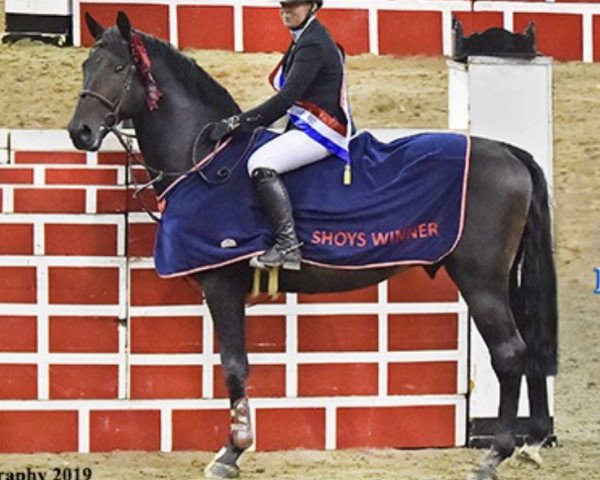 horse Erdento (KWPN (Royal Dutch Sporthorse), 2009, from VDL Cardento 933)