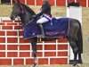 horse Erdento (KWPN (Royal Dutch Sporthorse), 2009, from VDL Cardento 933)