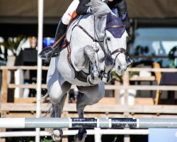 jumper Good Friends (KWPN (Royal Dutch Sporthorse), 2011, from Mylord Carthago)