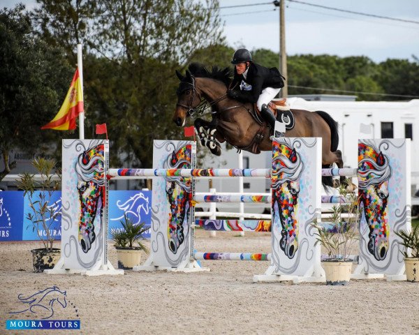 Springpferd Holly (KWPN (Niederländisches Warmblut), 2012, von Zambesi TN)