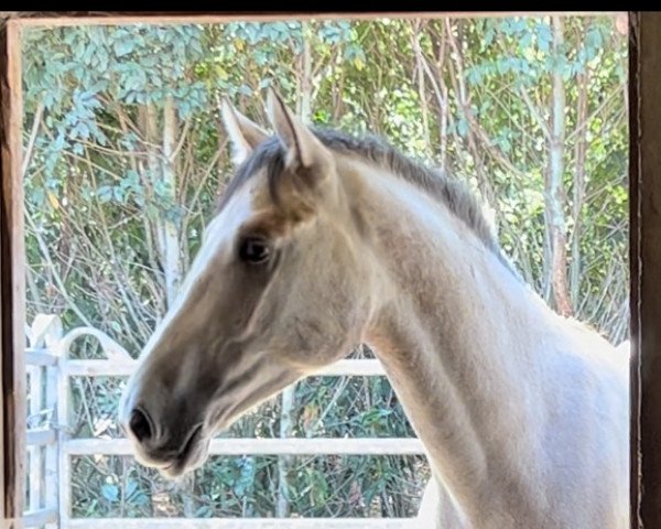 Pferd Panchavero W (KWPN (Niederländisches Warmblut), 2020, von Caspar (Berlin))