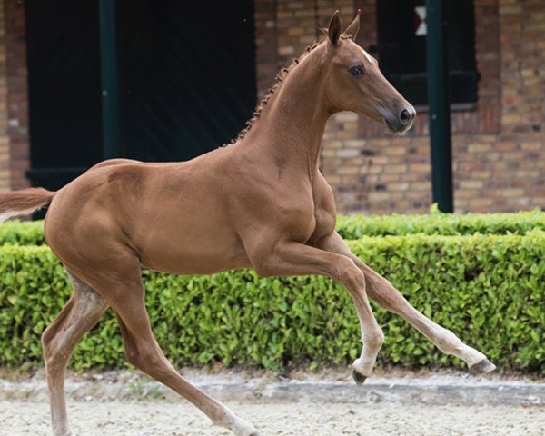 Springpferd Pleasure W (KWPN (Niederländisches Warmblut), 2020, von For Pleasure)