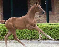 Pferd Pleasure W (KWPN (Niederländisches Warmblut), 2020, von For Pleasure)