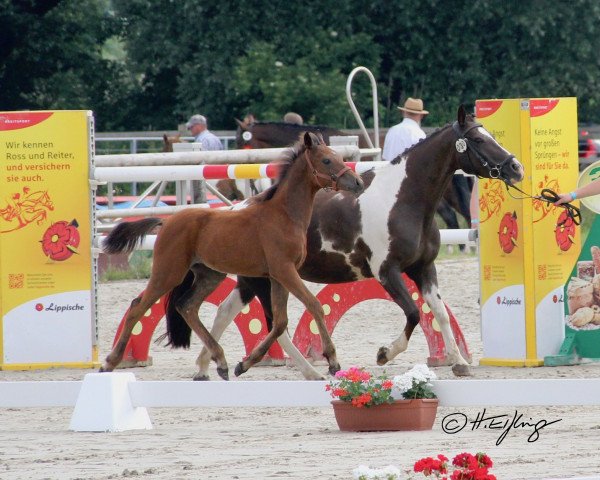 jumper Hengst von Mac Namara (German Riding Pony, 2021, from Mac Namara)