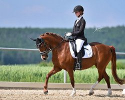 Zuchtstute Binibeca Ms Von Der Lurzenbach (Deutsches Reitpony, 2016, von Benetton S)