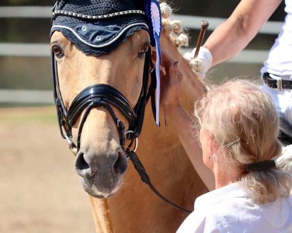 stallion Domino T (German Riding Pony, 2018, from Danny Gold)