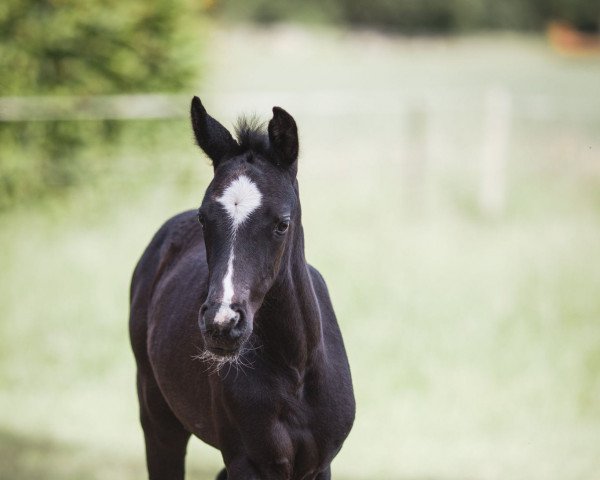 dressage horse Vi-Lou (Hanoverian, 2022, from Vidar)
