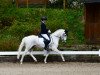 dressage horse Holsteins Noristan (German Riding Pony, 2003, from Holsteins Nightlight)