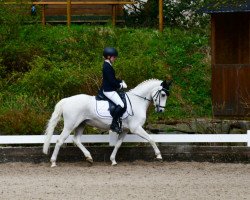 dressage horse Holsteins Noristan (German Riding Pony, 2003, from Holsteins Nightlight)