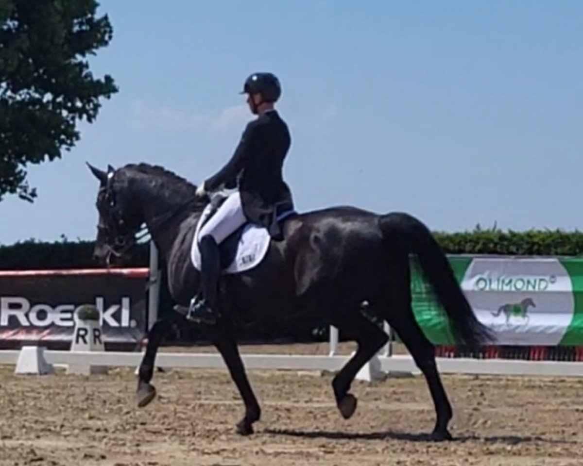 dressage horse Finaly Highlight (Westphalian, 2010, from Flanagan)
