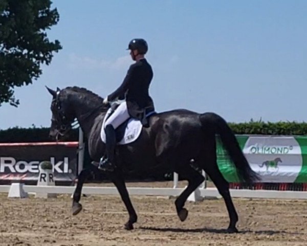 dressage horse Finaly Highlight (Westphalian, 2010, from Flanagan)