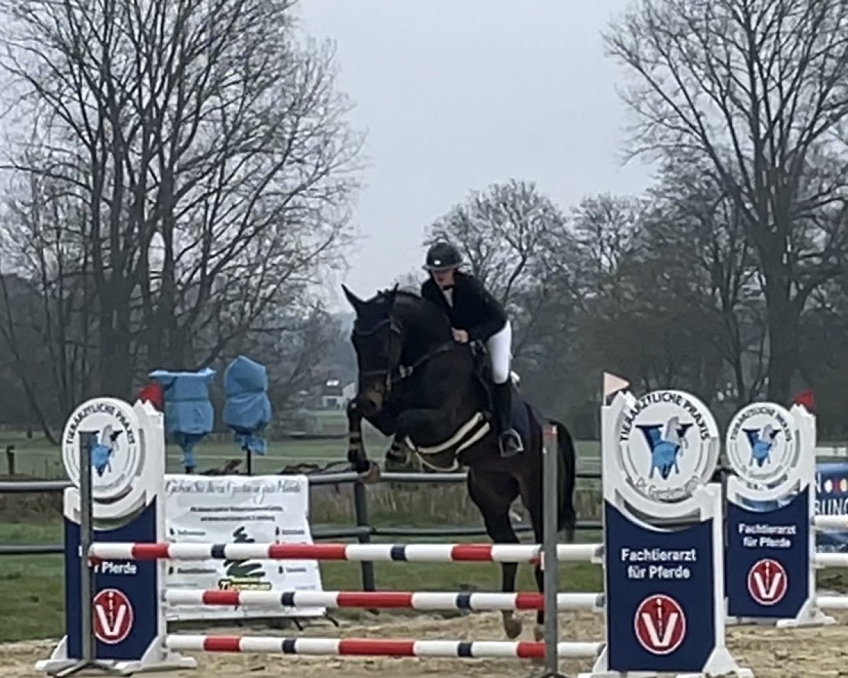 Springpferd Maestro's Pleasure (Westfale, 2017, von Maestro vd Bisschop)