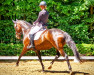 dressage horse Destiny's Darling (Rhinelander, 2014, from Diego Star)